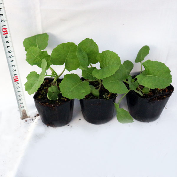 「ポルトガルケールの苗 お買い得3個セット」【野菜苗9cmポットお買い得3個セット】