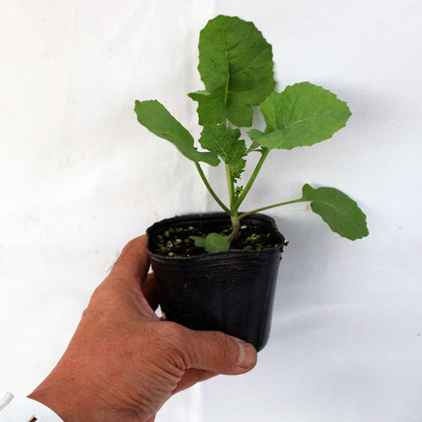 「ポルトガルケールの苗 お買い得3個セット」【野菜苗9cmポットお買い得3個セット】