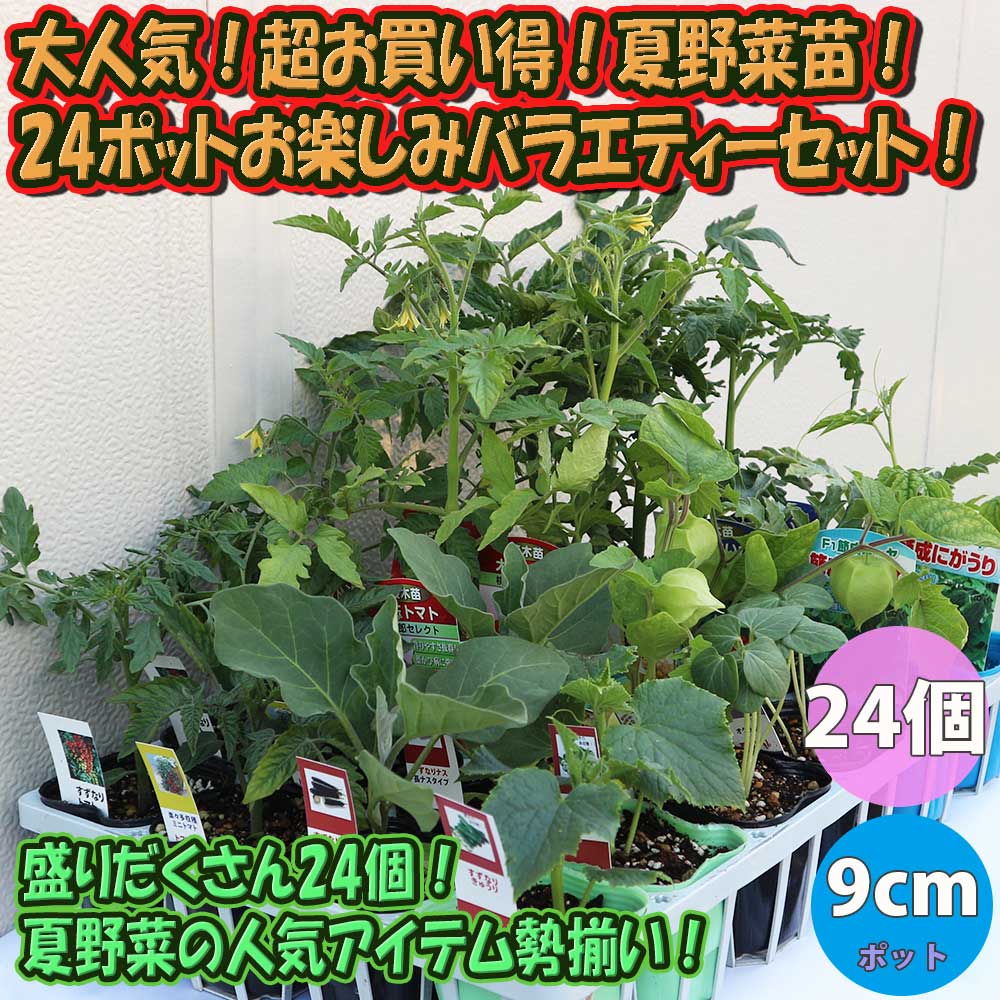 大人気！超お買い得！野菜苗お楽しみバラエティーセット【野菜苗9～10.5cmポット／24個セット】