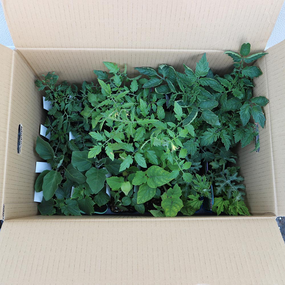 大人気！超お買い得！野菜苗お楽しみバラエティーセット【野菜苗9～10.5cmポット／24個セット】