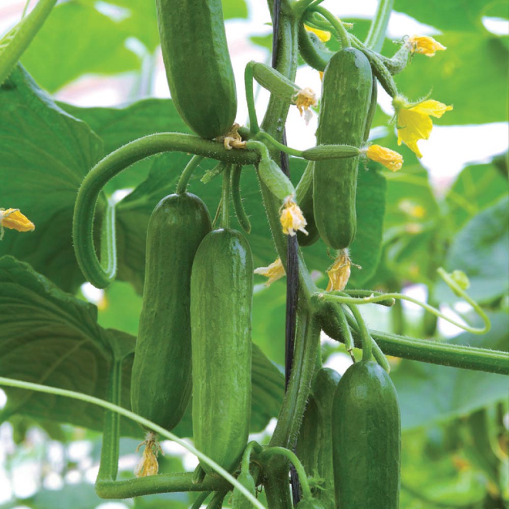 大人気！超お買い得！野菜苗お楽しみバラエティーセット【野菜苗9～10.5cmポット／24個セット】