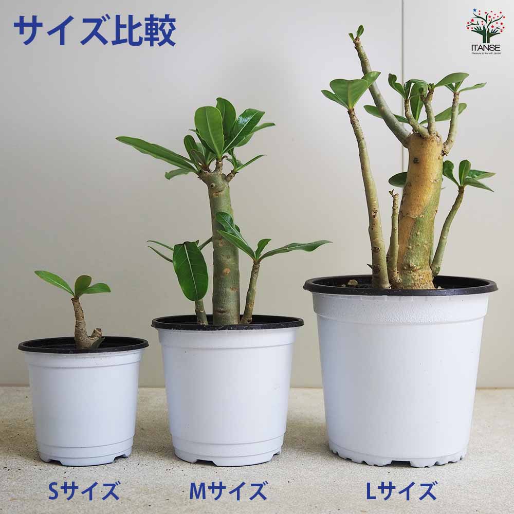 アデニウム セネガル産 花複色 Mサイズ 【観葉植物 Mサイズ