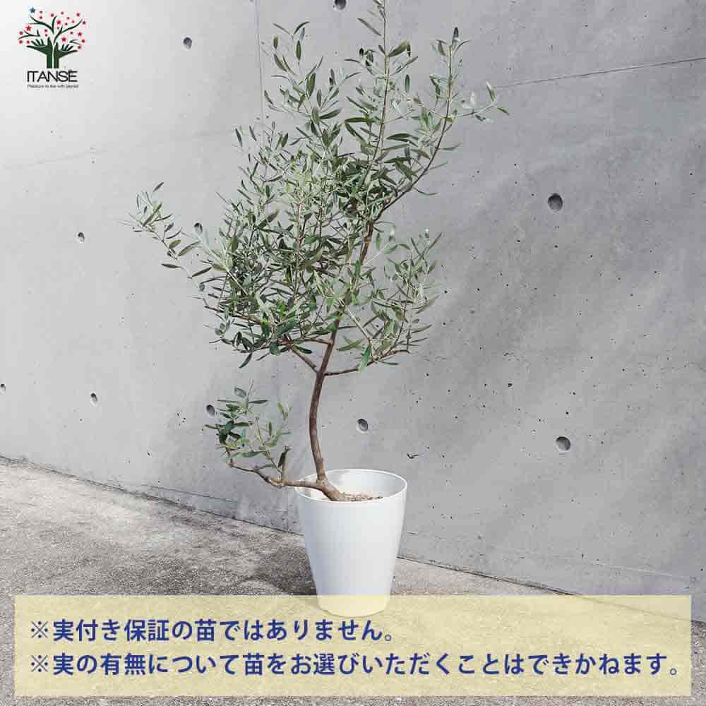 オリーブ アレクーゾ白テーパ鉢 【果樹の苗木 7号鉢／1個売り
