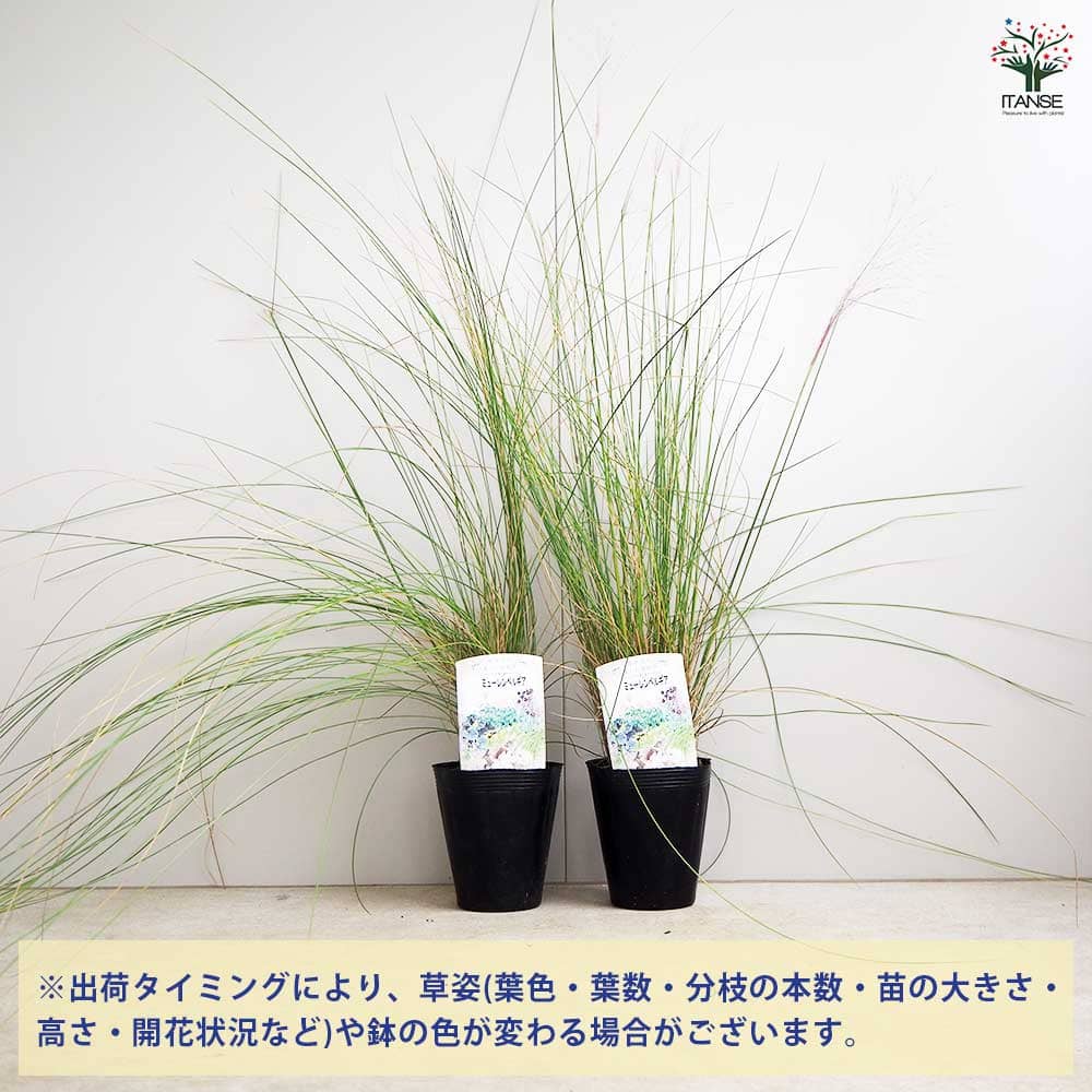 ミューレンベルギア 【花苗 4.5号／1個売り】｜ 【植物のITANSE