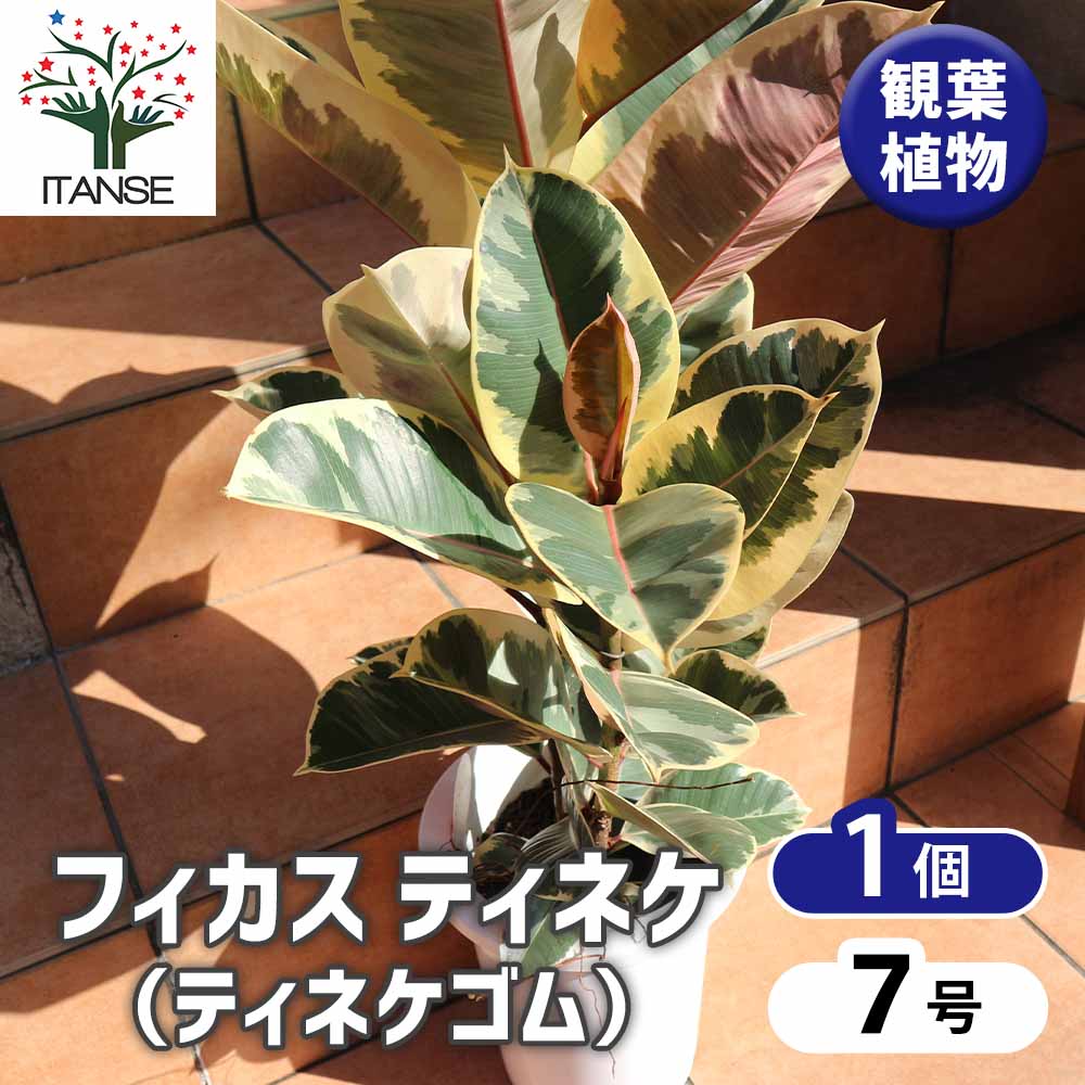 観葉植物 フィカス・ティネケ(ティネケゴム) ゴムの木の仲間【観葉植物