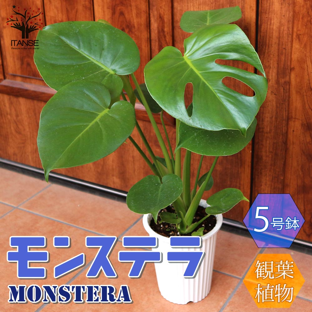 モンステラ 観葉植物【観葉植物 5号プラスチック鉢／1個売り】