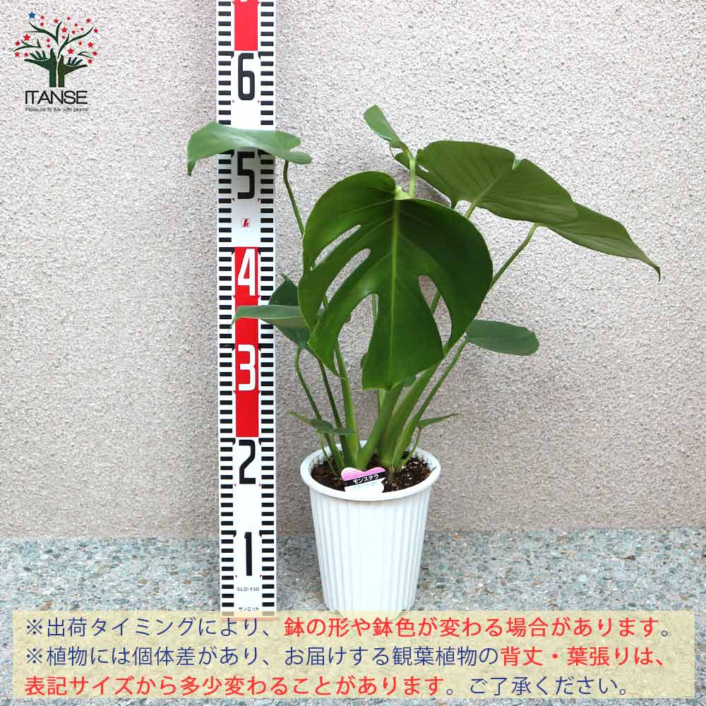 モンステラ 観葉植物【観葉植物 5号プラスチック鉢／1個売り】