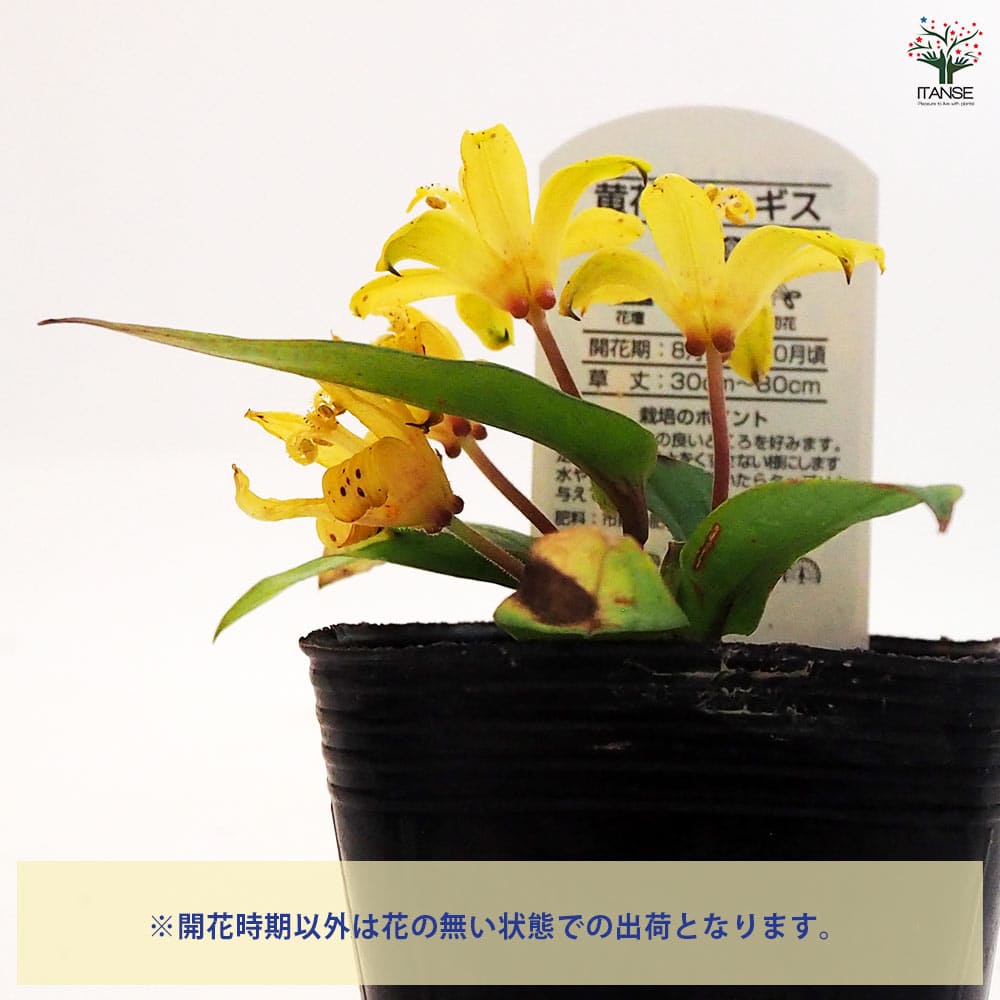 ホトトギス 黄花 【花苗 3号】｜ 【植物のITANSE】全品送料無料