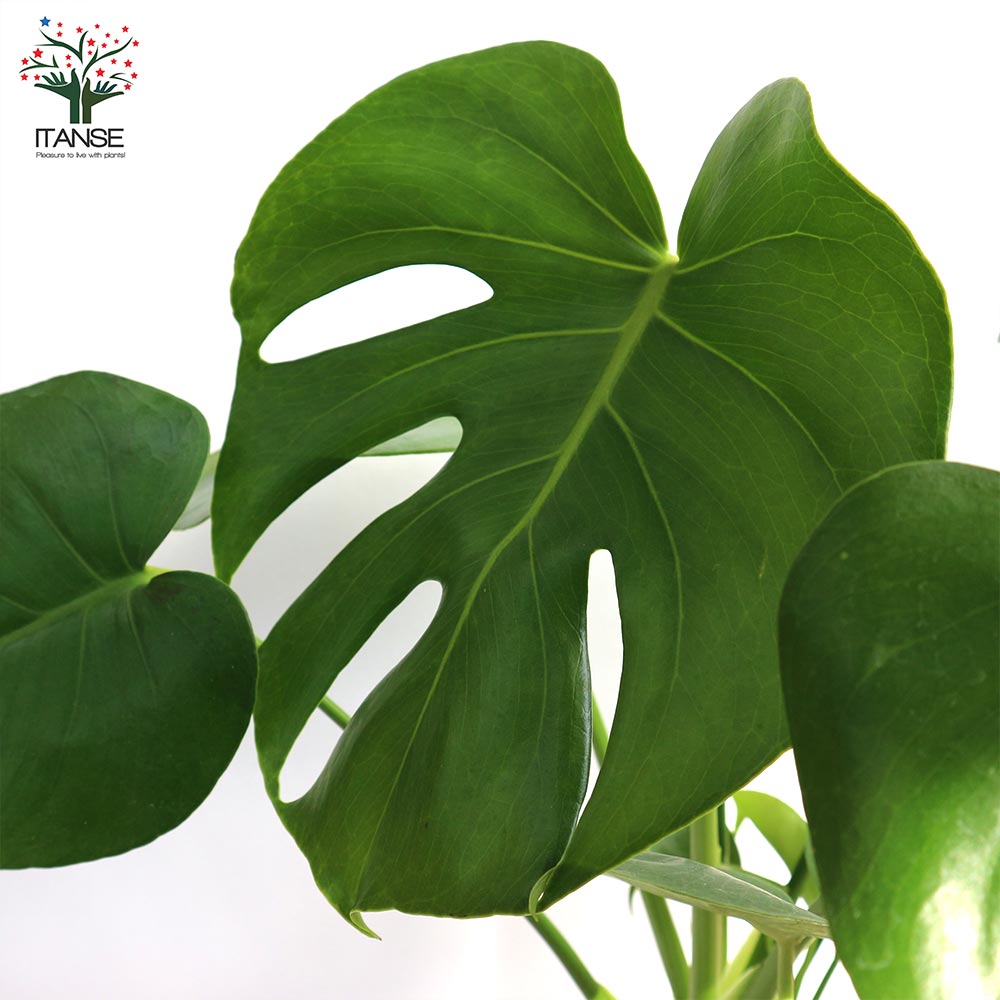モンステラ 観葉植物【観葉植物 5号プラスチック鉢／1個売り