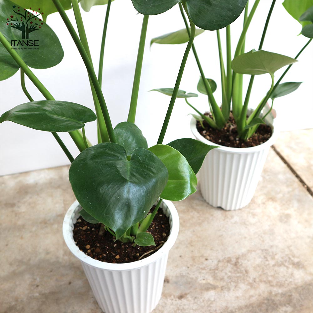 モンステラ 観葉植物【観葉植物 5号プラスチック鉢／1個売り】