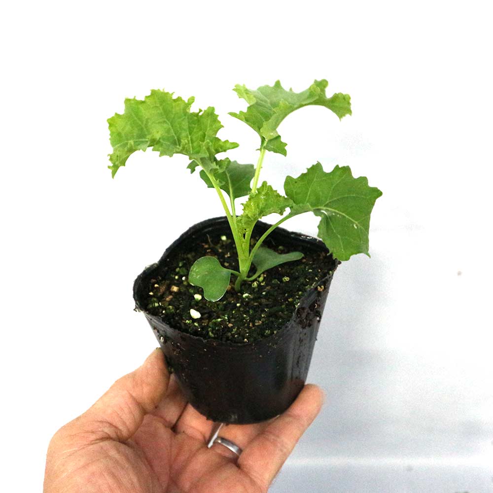 栽培セット カーリーケール【野菜の苗 9cmポット苗／お買い得2個セット】