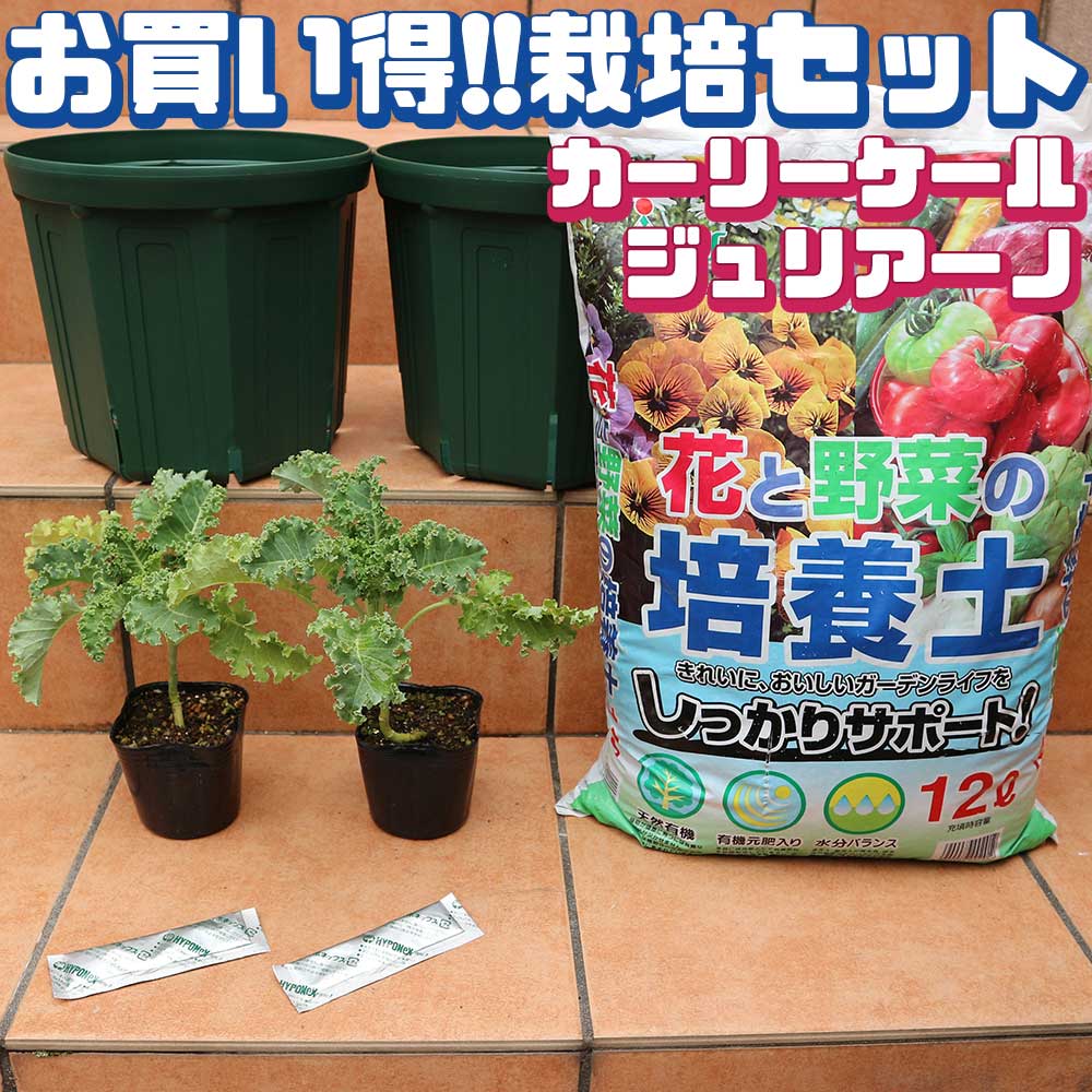 栽培セット カーリーケール【野菜の苗 9cmポット苗／お買い得2個セット】
