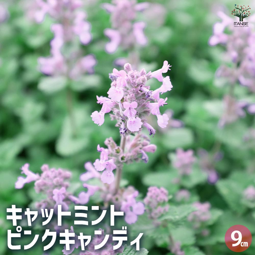 キャットミント ピンク 【ハーブの苗 9cmポット】