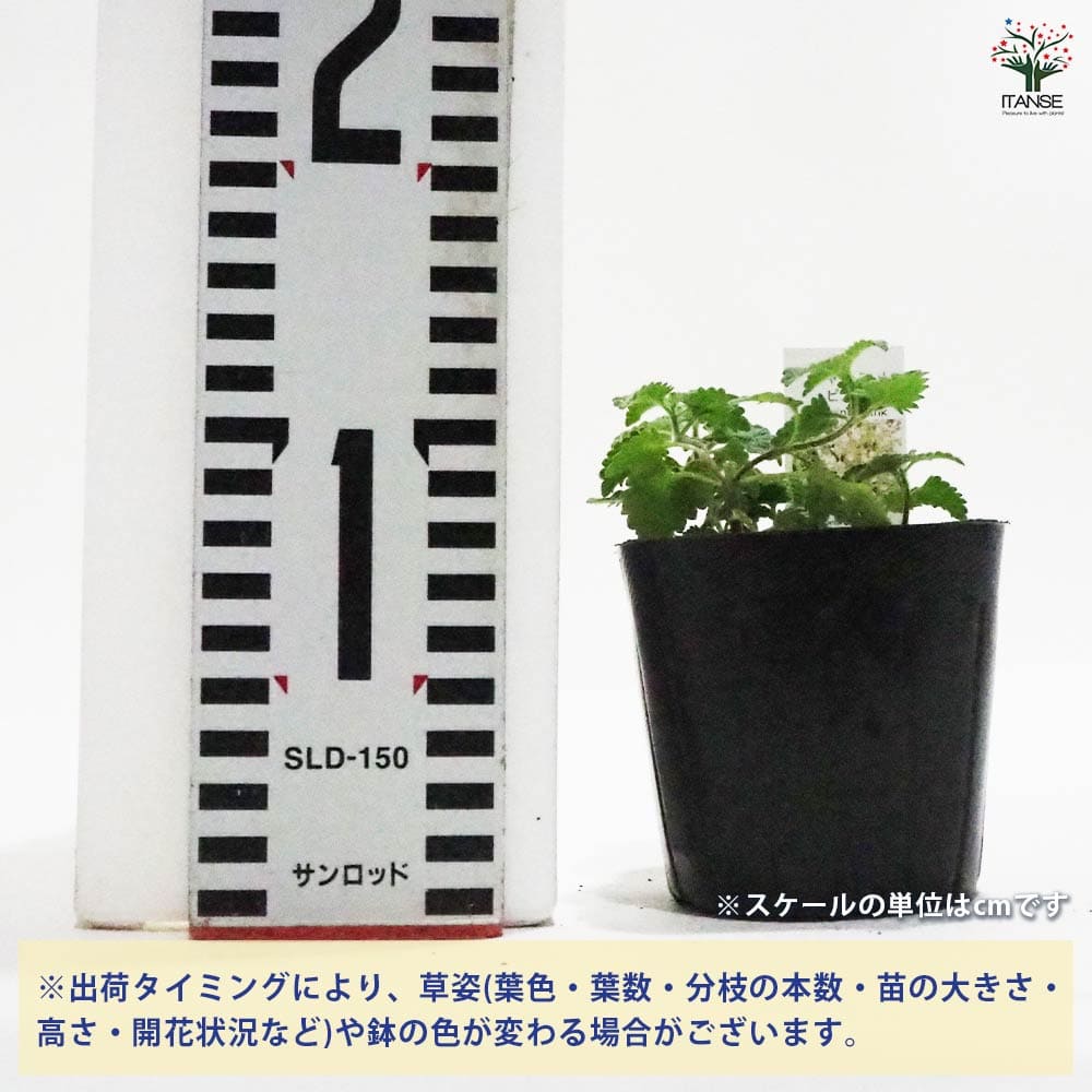 キャットミント ピンク 【ハーブの苗 9cmポット】