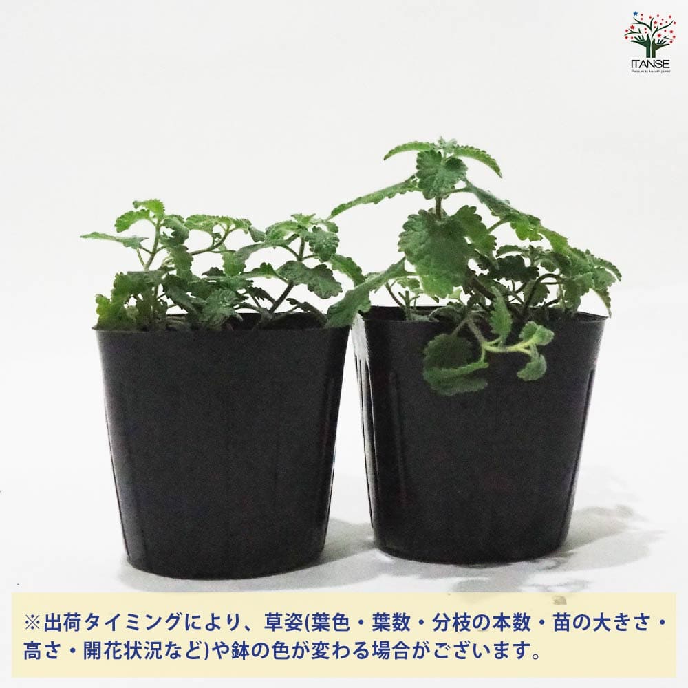 キャットミント ピンク 【ハーブの苗 9cmポット】