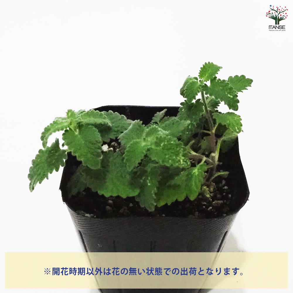 キャットミント ピンク 【ハーブの苗 9cmポット】