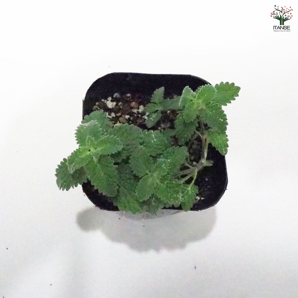 キャットミント ピンク 【ハーブの苗 9cmポット】