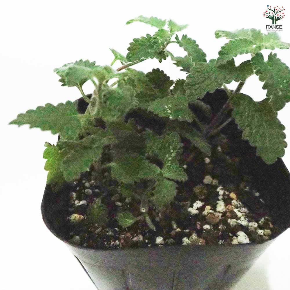 キャットミント ピンク 【ハーブの苗 9cmポット】