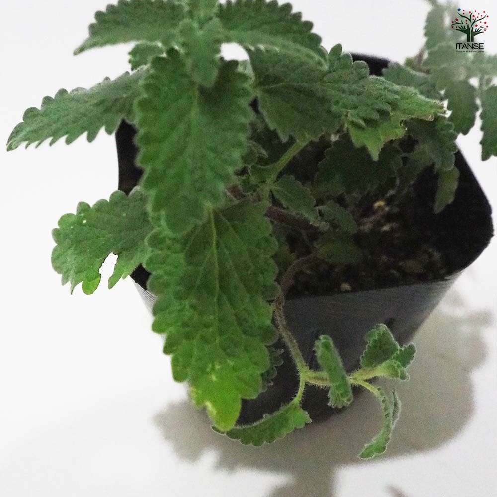 キャットミント ピンク 【ハーブの苗 9cmポット】