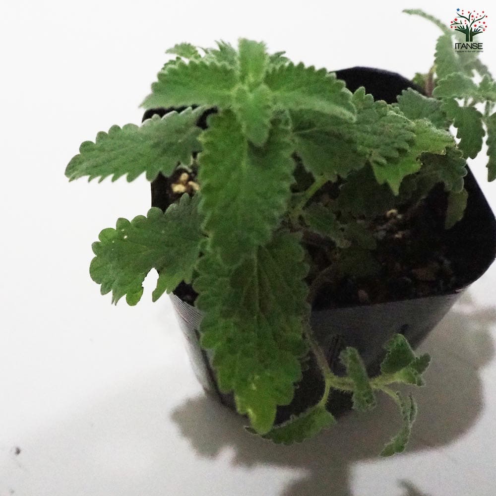 キャットミント ピンク 【ハーブの苗 9cmポット】