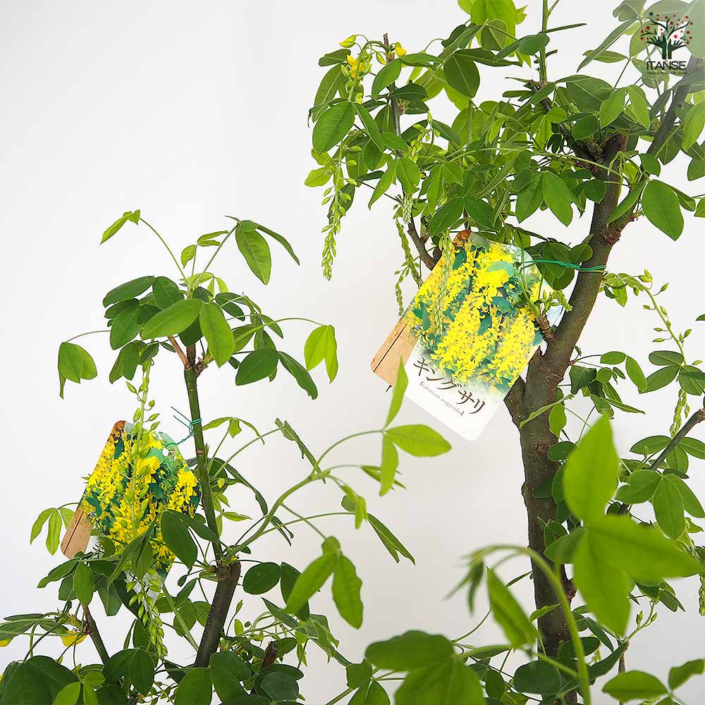 キングサリの苗 【庭木 6号鉢／1個売り】｜ 【植物の