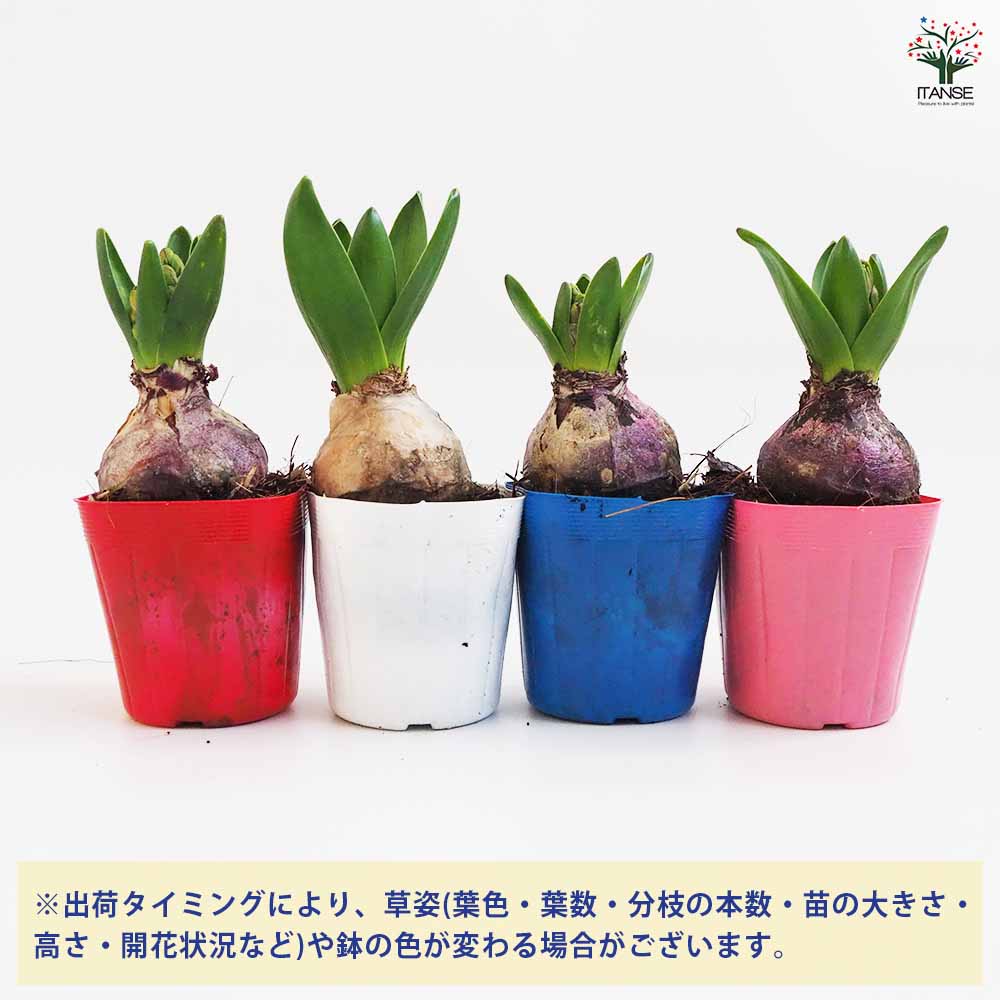 ヒヤシンス様 Amazon | 福花園種苗 ヒヤシンス球根(水栽培可能球) 10球(5色