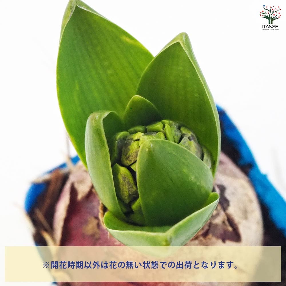 ヒヤシンス 【花苗 2.5号ポット】｜ 【植物のITANSE】全品送料