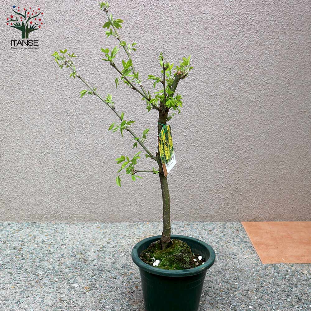 キングサリの苗 【庭木 6号鉢／1個売り】｜ 【植物のITANSE