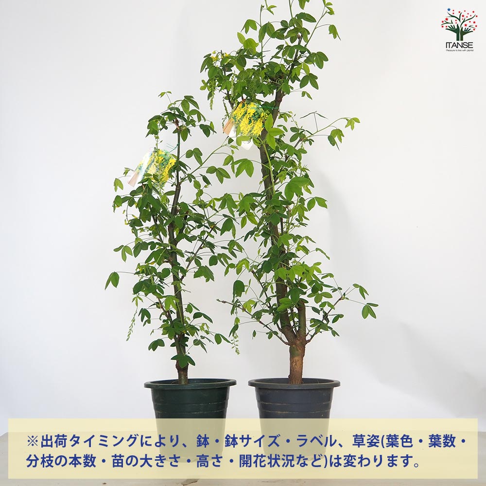 キングサリの苗 【庭木 6号鉢／1個売り】｜ 【植物の