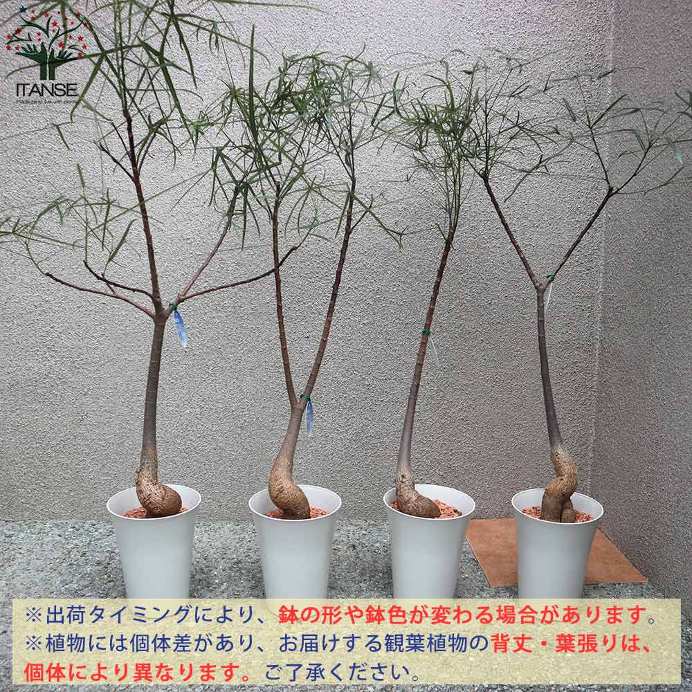 ボトルツリー (ブラキキトン・ルペストリス) Mサイズ【観葉植物 5号プラスチック鉢／1個売り】