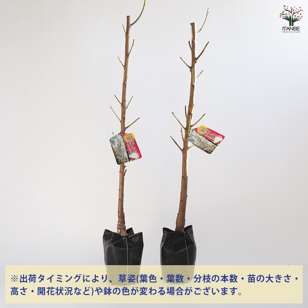 花桃の苗木 照手白 【花木苗 4～5号／1個売り】｜ 【植物の