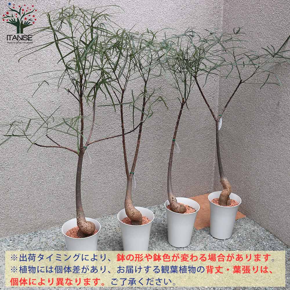 ボトルツリー (ブラキキトン・ルペストリス) Mサイズ【観葉植物 5号プラスチック鉢／1個売り】