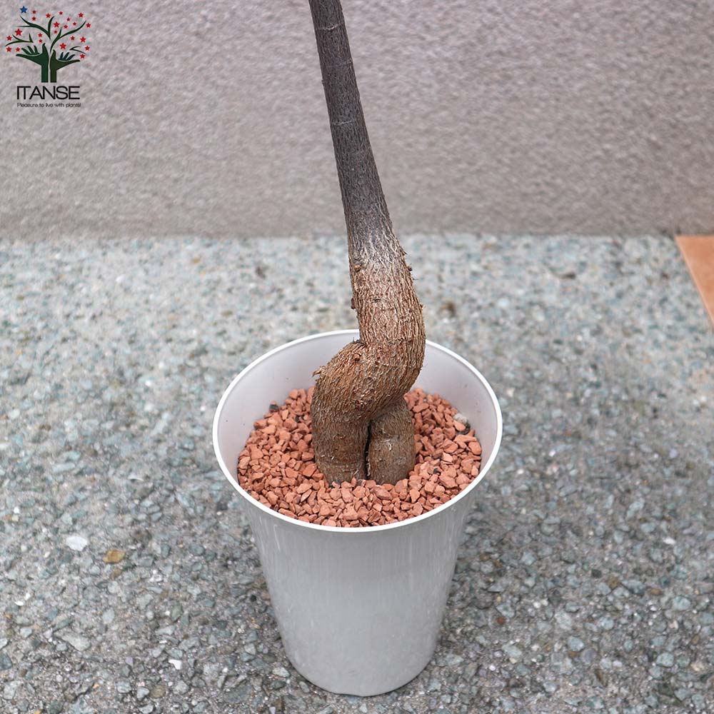 Itanse良品ｾﾚｸﾄ通販