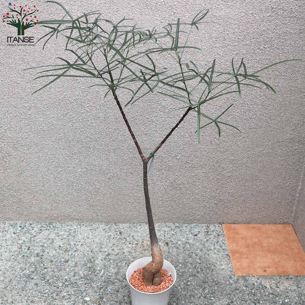 ボトルツリー (ブラキキトン・ルペストリス) Mサイズ【観葉植物