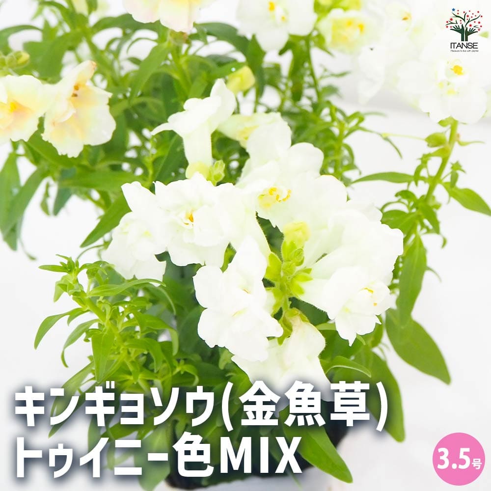 キンギョソウ(金魚草) トゥイニー色MIX2個～ 【花苗 3.5号】｜ 【植物