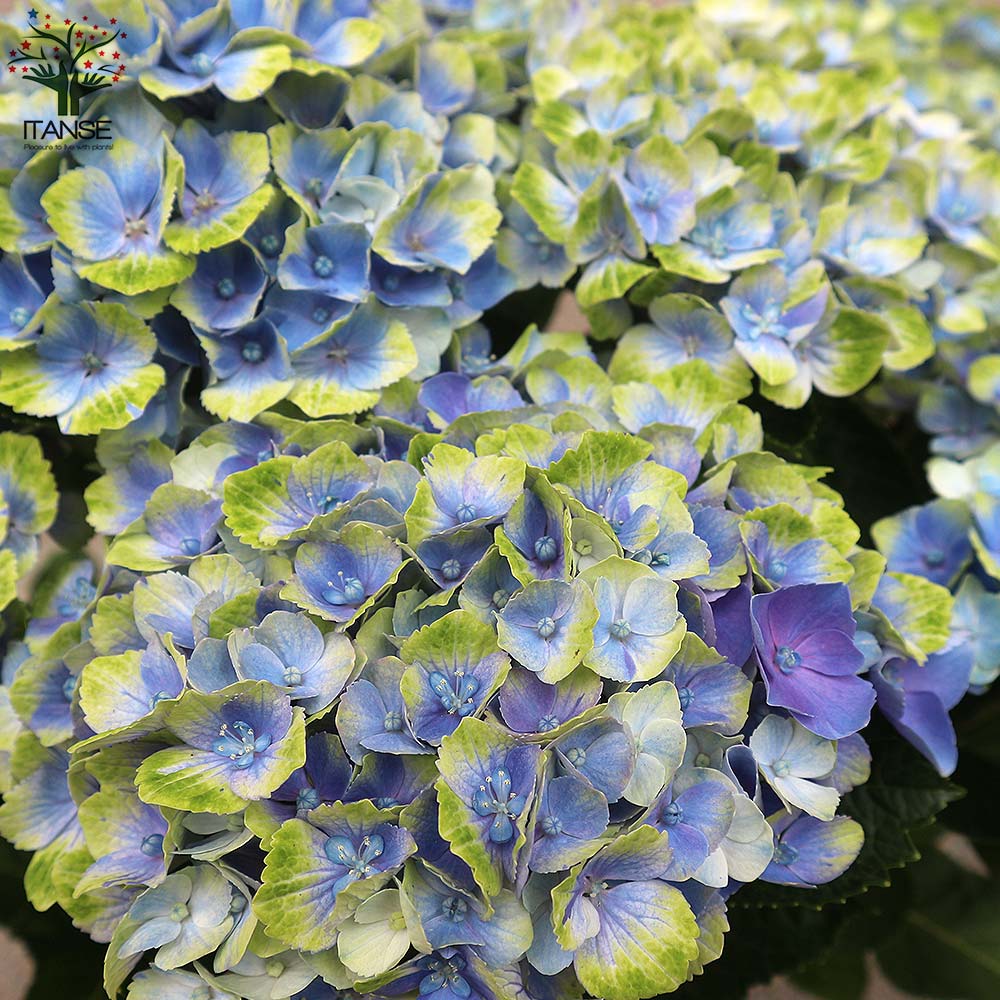 Itanse良品ｾﾚｸﾄ通販