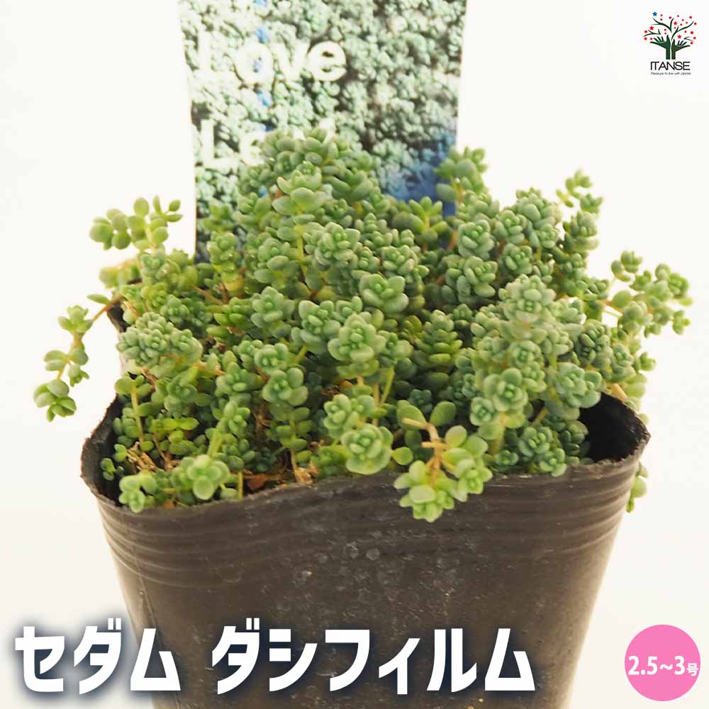 セダム ダシフィルム 【多肉植物 2.5～3号】｜ 【植物のITANSE
