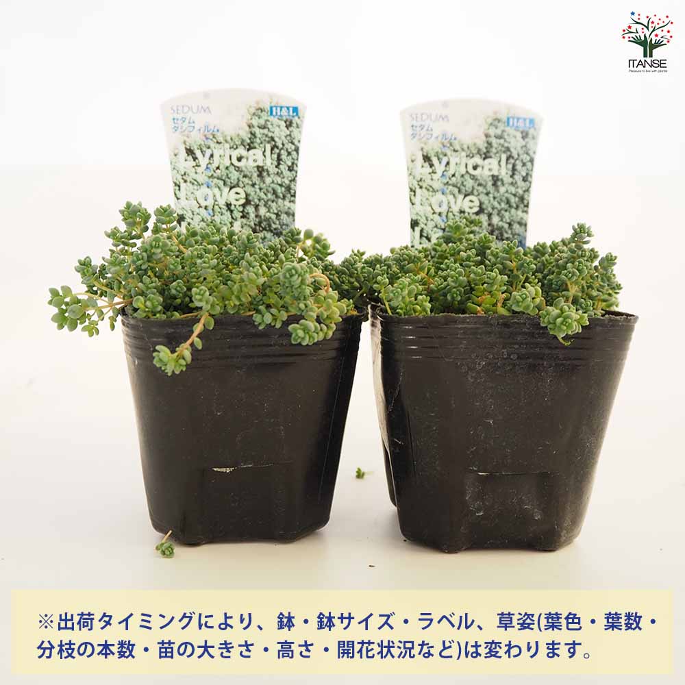 セダム ダシフィルム 【多肉植物 2.5～3号】｜ 【植物のITANSE