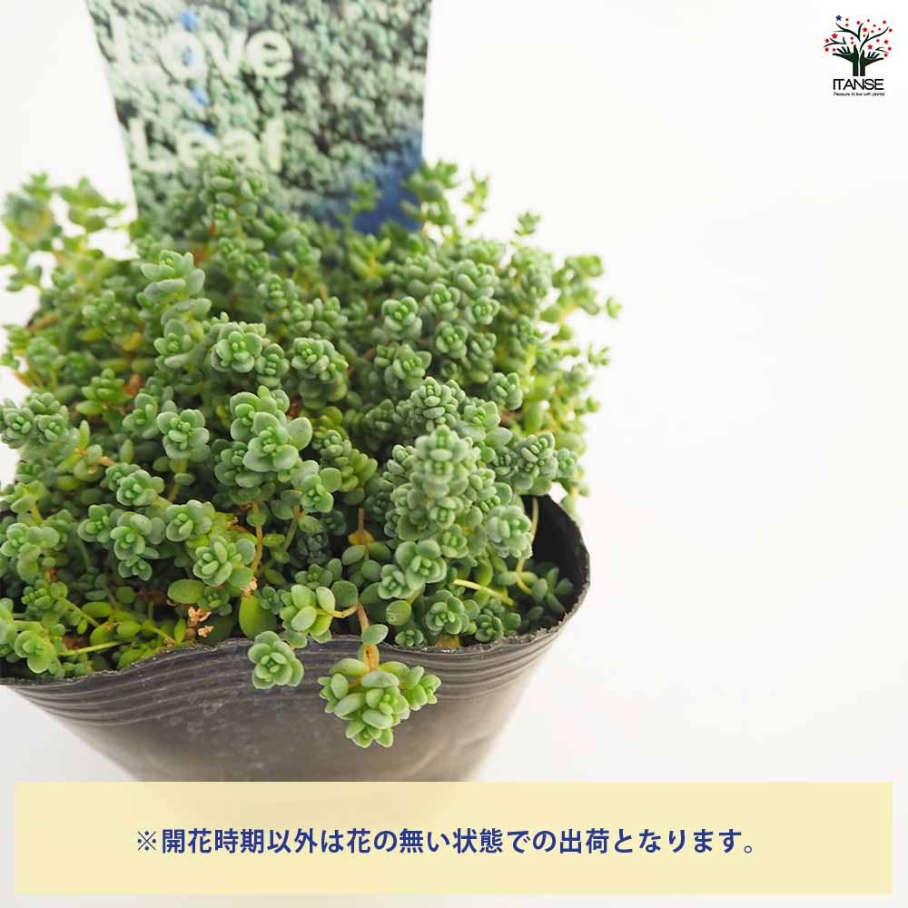 多肉植物　セダム　ダシフィルム50カット&プロリフィカ×姫秀麗8カット 多肉植物 セダム ダシフィルム50カット&プロリフィカ×姫秀麗8カット