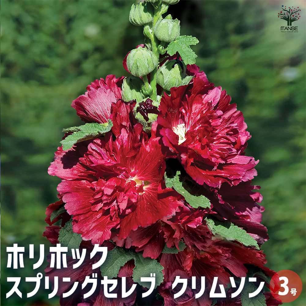 ホリホック スプリングセレブ クリムソン 【花苗 3号】｜ 【植物の