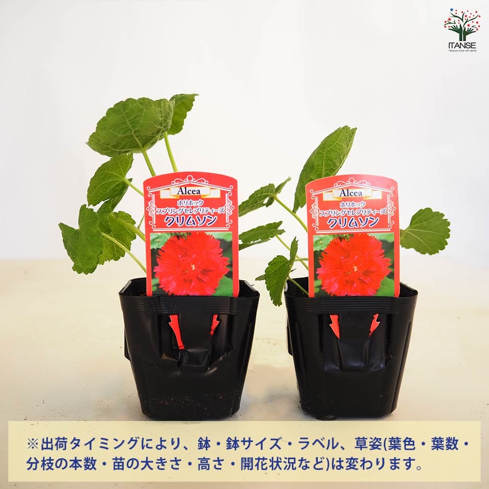 ホリホック スプリングセレブ クリムソン 【花苗 3号】｜ 【植物の