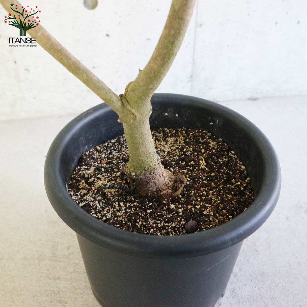 オリーブの苗木 ネバディロブランコ【果樹の苗木 9号ポット大苗 挿し木