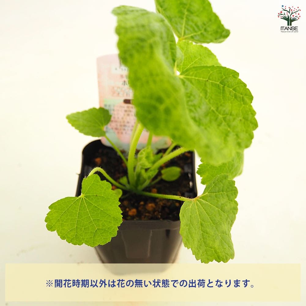 ホリホック スプリングセレブ クリムソン 【花苗 3号】｜ 【植物の