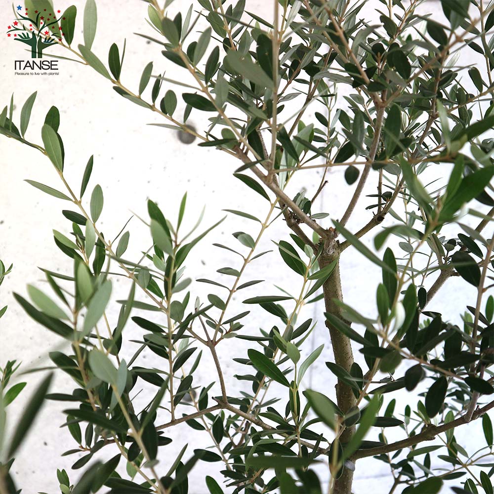 と*も様 果樹　庭木　オリーブ　ネバディロブランコ　9寸2鉢 果樹 庭木 オリーブ ネバディロブランコ 9寸2鉢