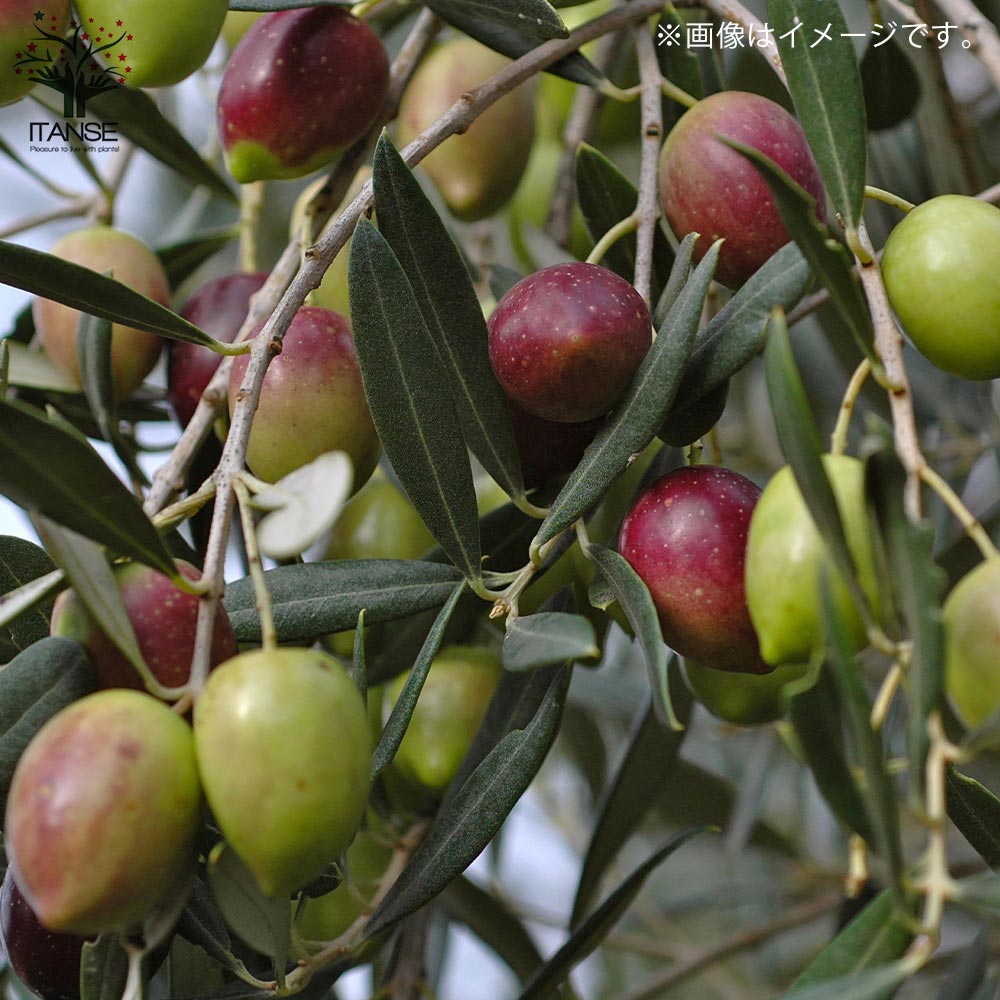 オリーブの苗木 ネバディロブランコ【果樹の苗木 9号ポット大苗 挿し木