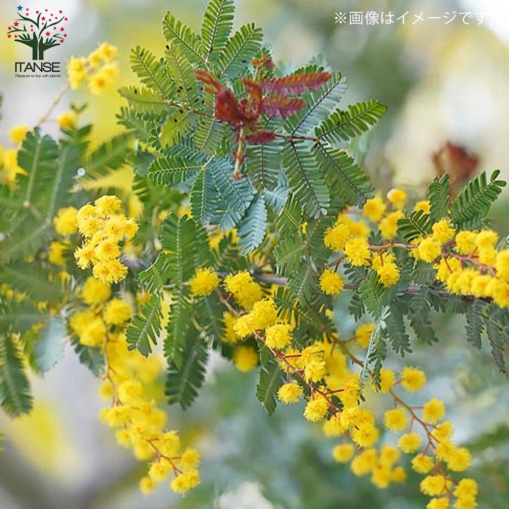 銅葉ミモザアカシア (アカシア プルプレア) 【庭木 3.5号ポット苗 花木 銅葉ミモザアカシア (アカシア プルプレア) 【庭木 3.5号ポット苗 花木