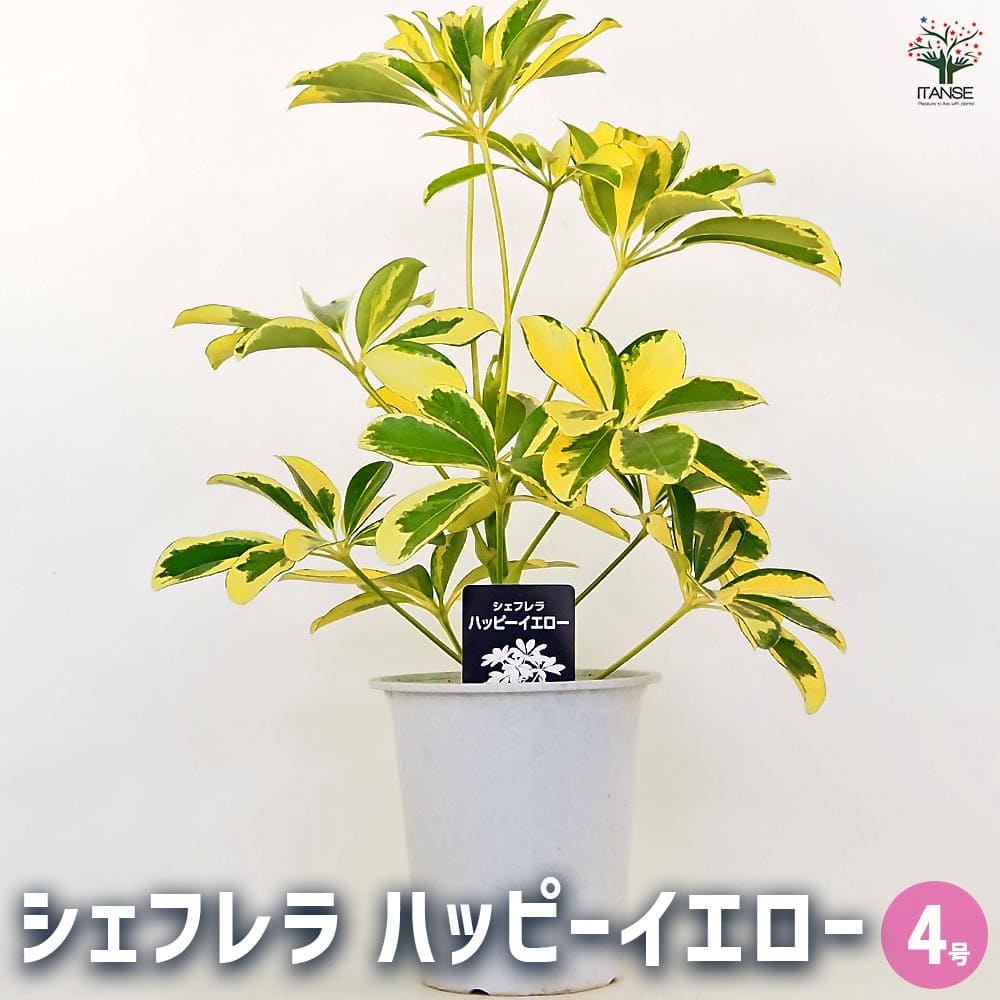 シェフレラ ハッピーイエロー 【観葉植物 4号】｜ 【植物の