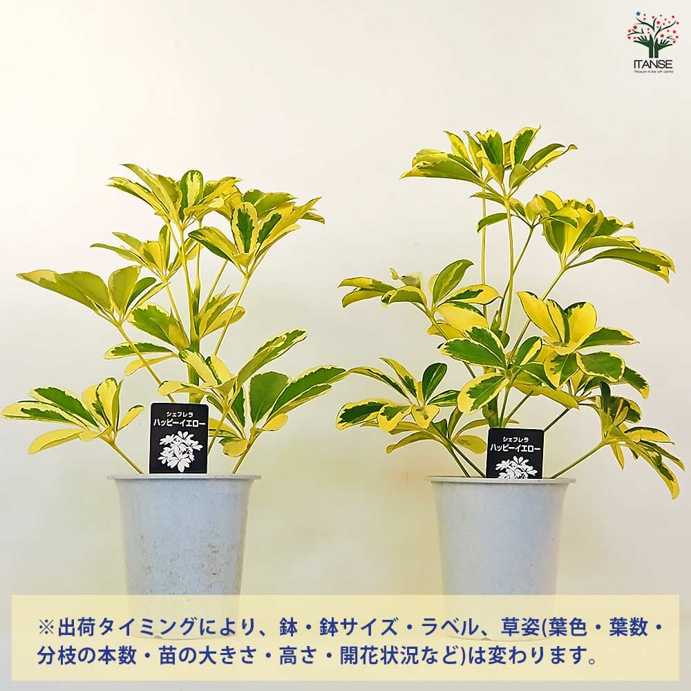 シェフレラ ハッピーイエロー 【観葉植物 4号】｜ 【植物の