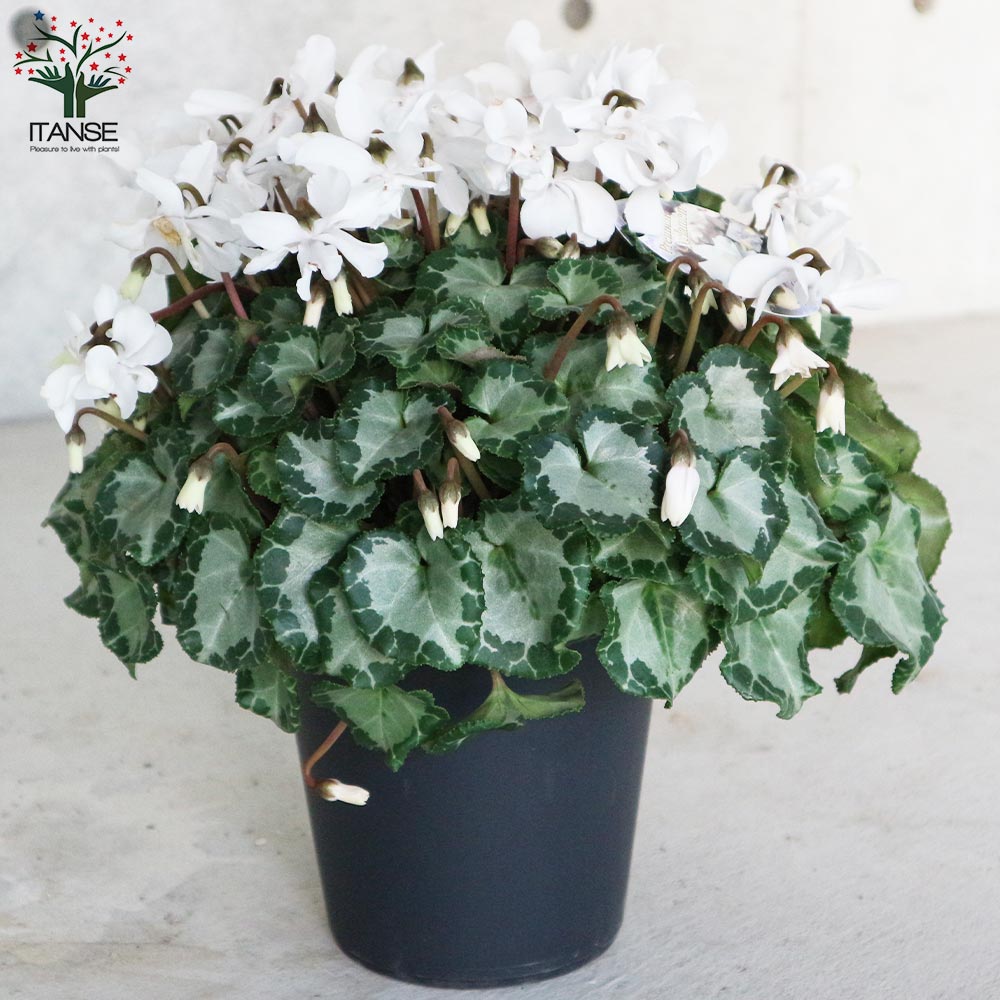 八重咲きシクラメン・カレン ホワイト【花苗 5号 底面給水鉢 開花株／1