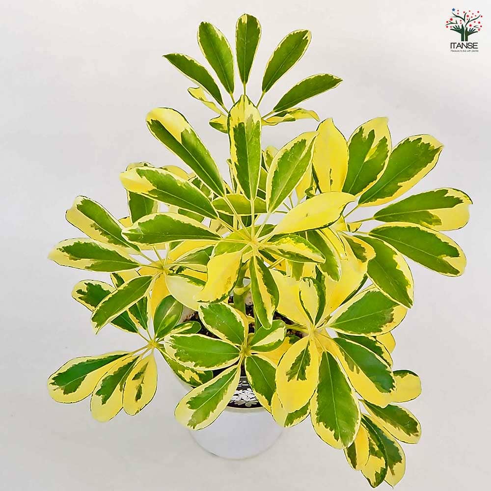 シェフレラ・ハッピーイエロー シェフレラ ハッピーイエロー 【観葉植物 4号】｜ 【植物の